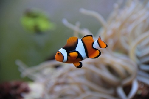 en A. Percula