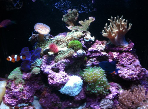 anemone 2.jpg