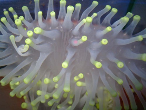 Dene største del af anemonen set meget tæt på, man kan se anemonens lameller