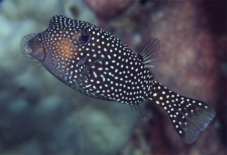 Ostracion_meleagris_f_hf.jpg