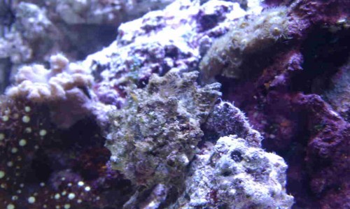 IMAG0010-1.JPG