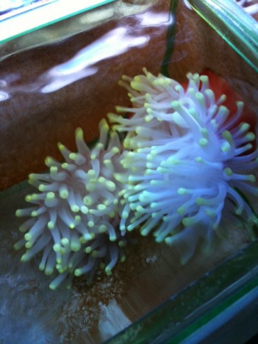 3-anemonefrags.jpg