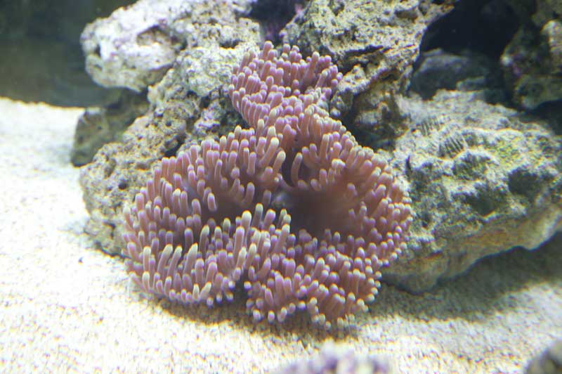 anemone.jpg