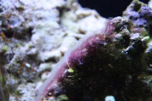 saltvandsakvarie 099 (Small).jpg