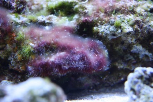 saltvandsakvarie 100 (Small).jpg