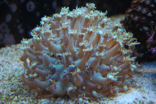 DSC_0970.jpg