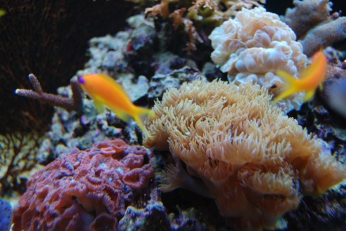 DSC_0974.jpg