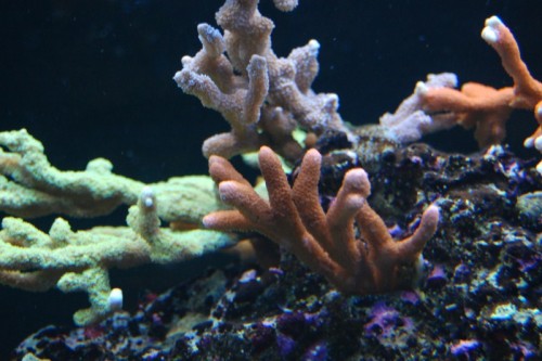 DSC_1024.jpg