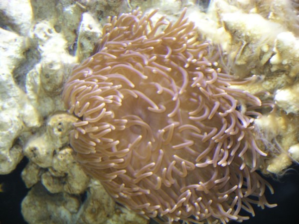 anemone2.jpg