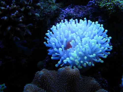 Den største anemone har sat sig fint fast på en sten.