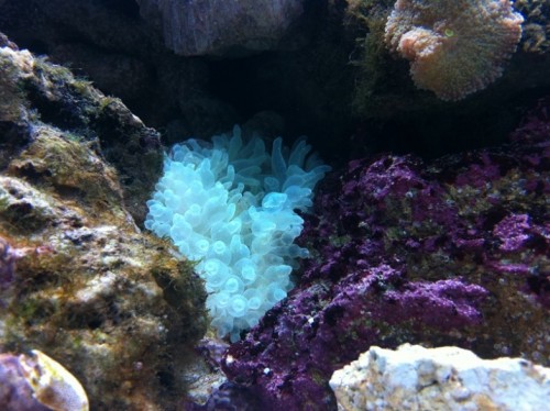 IMG_1124.JPG (161.46 KiB) Vist 1161 gange Bubbletip