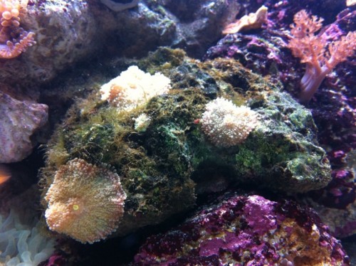 IMG_1126.JPG (189.65 KiB) Vist 1161 gange Lysegrønne skiver