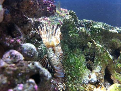 IMG_1147.JPG (185.52 KiB) Vist 1161 gange Rørorm