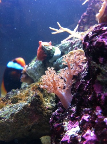 IMG_1171.JPG (161.01 KiB) Vist 1161 gange Capnella