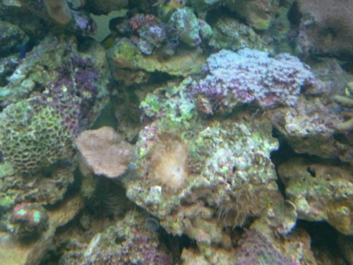 anemone
