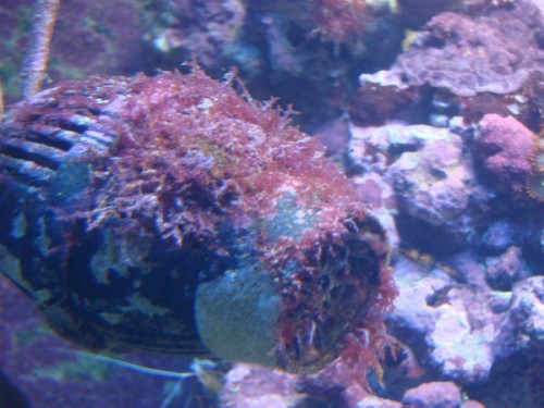 DSC01935 (600 x 450).jpg (74.67 KiB) Vist 1917 gange 2