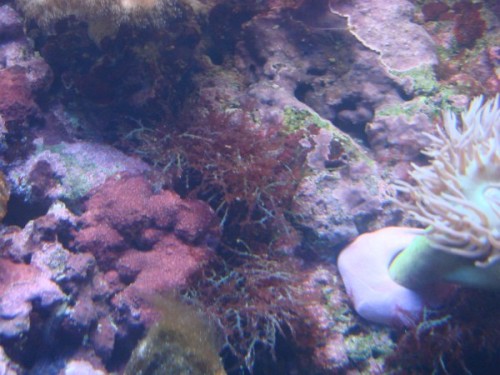 DSC01937 (600 x 450).jpg (75.06 KiB) Vist 1917 gange 3