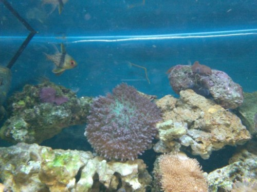mega skive anemone
