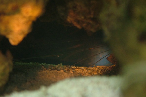 No 5 (600 x 400).jpg