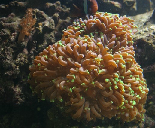 Euphylia Ancora ( Købt af LordMike)
