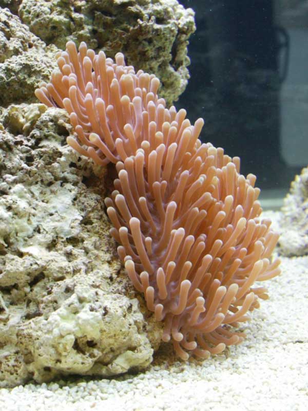 anemone.jpg