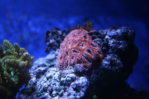 lyserød acan