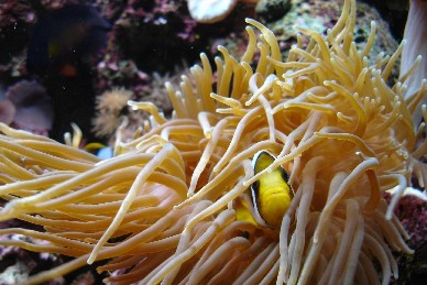 Min saebea klovnhun i en af mine store anemoner.
