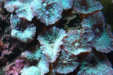 Skive anemoner, har dem i mange forsk. str. og farver