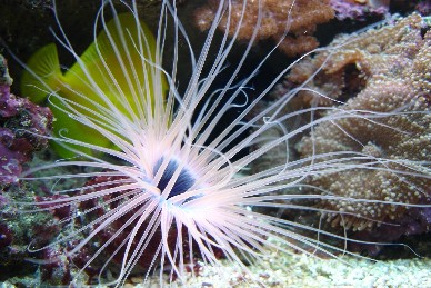 Rør anemone, jeg har 2 stk. De brænder helt vildt men er flotte.