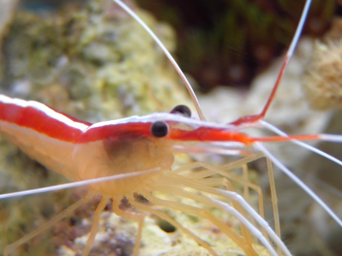 amboinensis.jpg