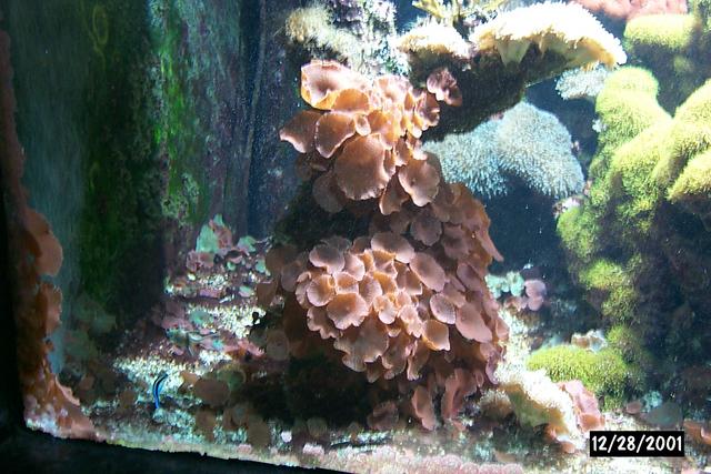 overgrown_mushrooms-1.jpg