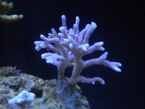 M. digitata.JPG