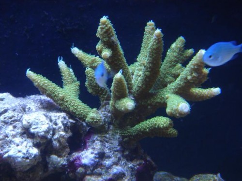 A. Staghorn.JPG