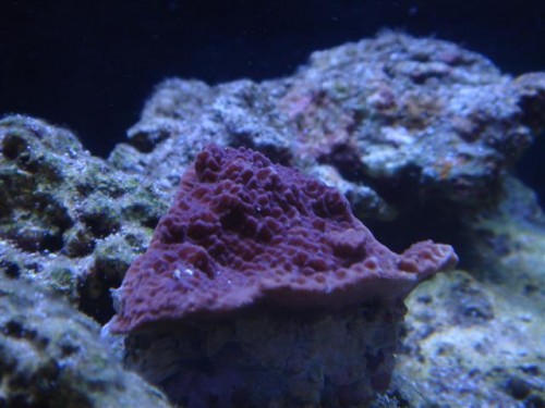 Montipora rød.JPG