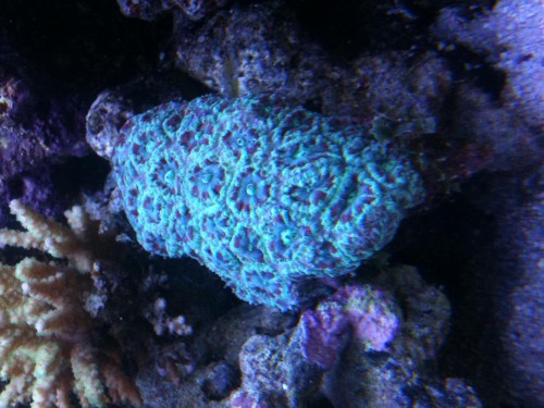 Micromussa amakusensis