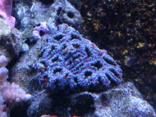 Acanthastrea lordhowensis (Rainbow)