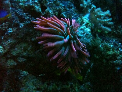 den røde anemone.jpg