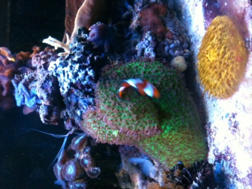 Cycloseris + Rhodactis.JPG