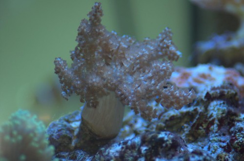 DSC_0181.jpg
