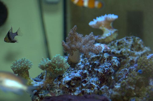 DSC_0203.jpg