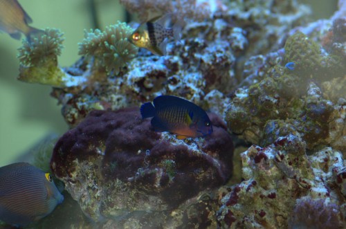 DSC_0217.jpg
