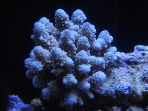 A. humilis.JPG