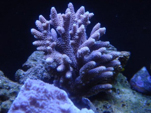 A. millepora.JPG