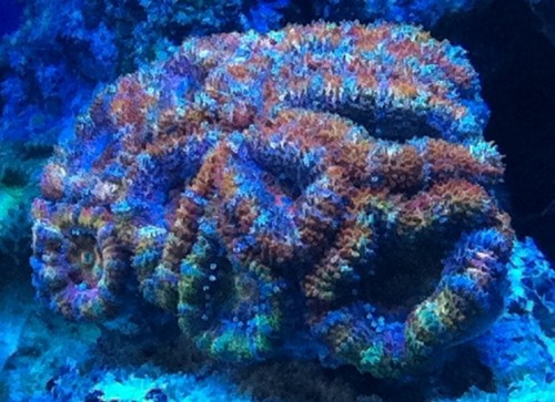 Og lidt af korallerne... 5 color acan