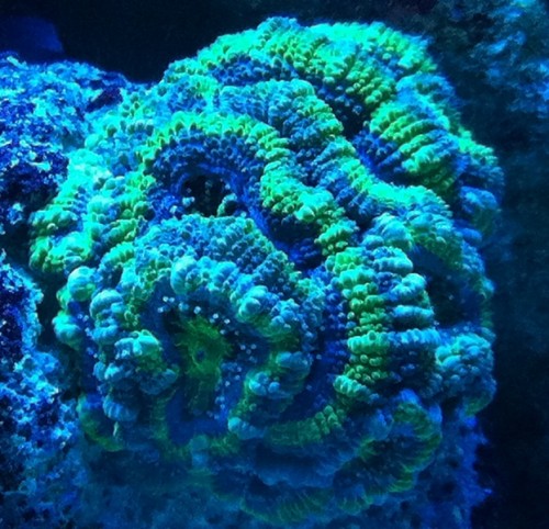 acan -green/purple