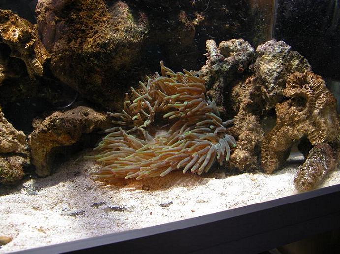 anemonen.JPG