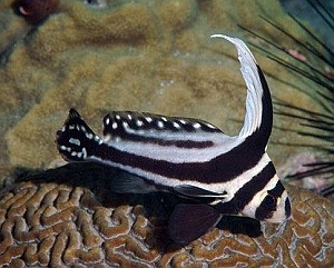 equetus_punctatus.jpg