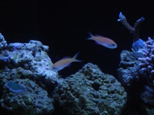 Anthias dispar.JPG