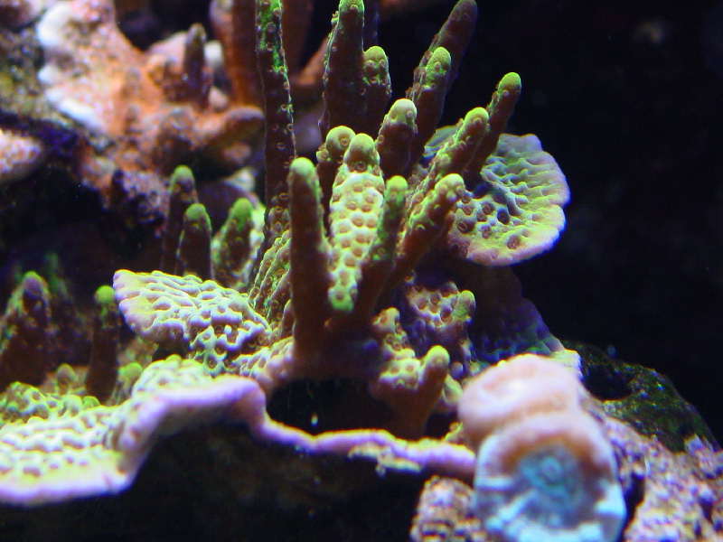 Grøn montipora 1.jpg