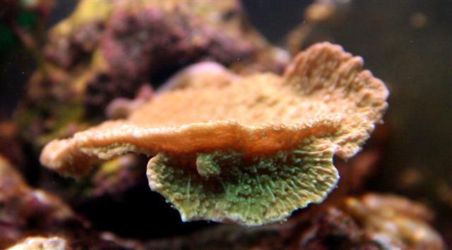 Montipora grøn med blå kant...JPG